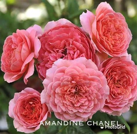 Rose Amandine Chanel: caratteristiche e caratteristiche della 